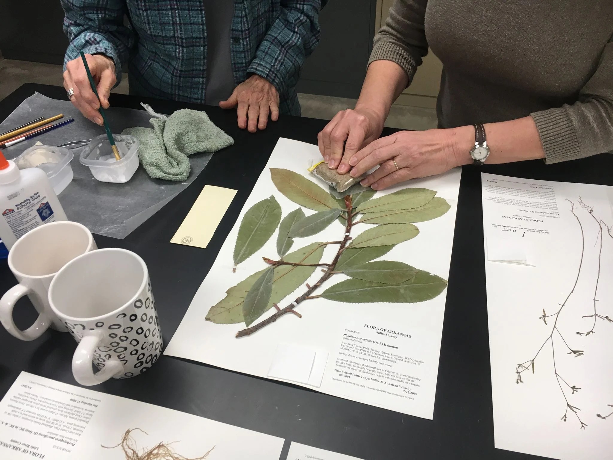 Learn about rare and interesting Arkansas plants at ANHC Herbarium