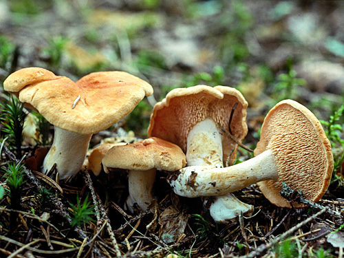 Arktiset Aromit Ry