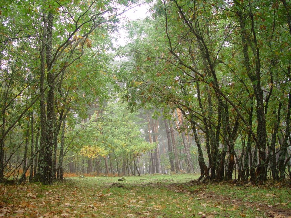 Románico y bosques de robles. ¿Sabes dónde ir? Información