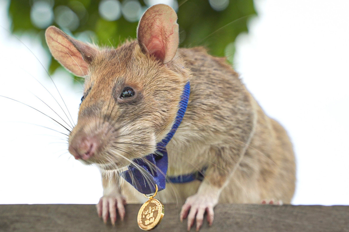 Bombsniffing Rat Retires After Awardwinning Cambodian Career