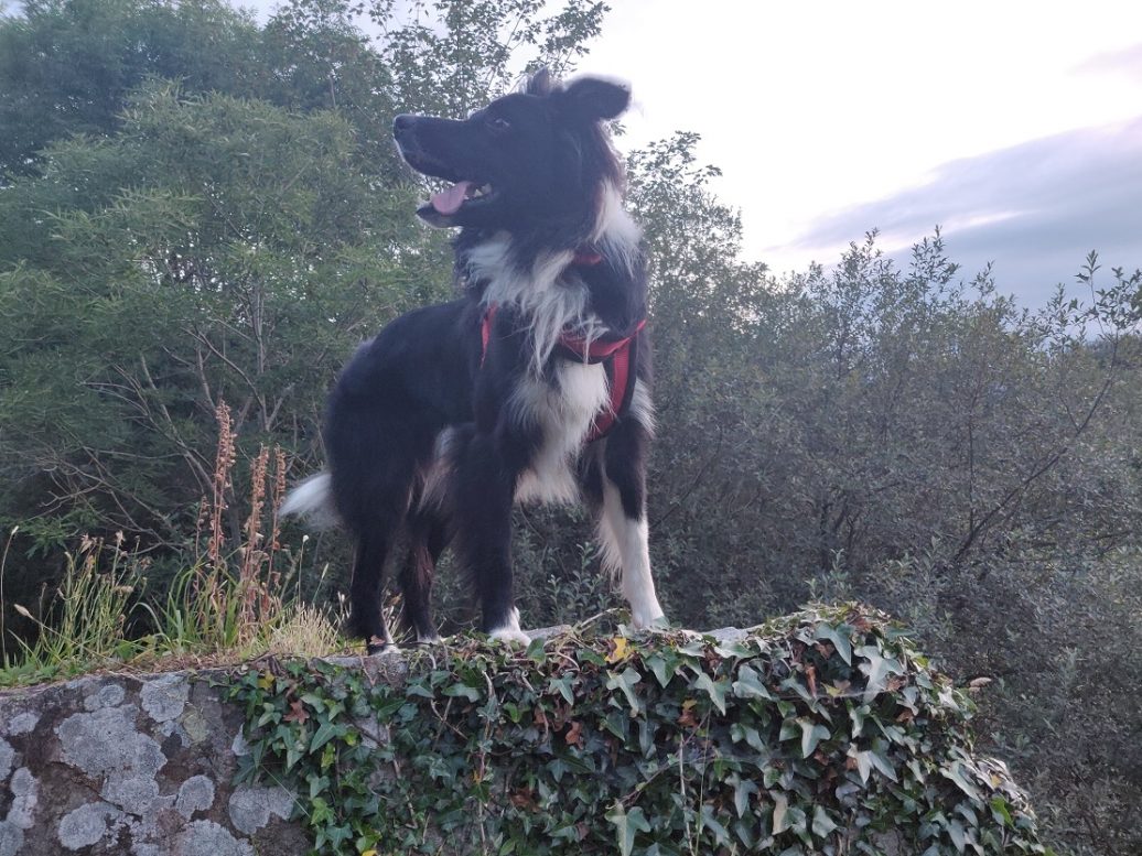 Meet Roy the Collie representing Armagh at the Nose of Tralee Armagh I