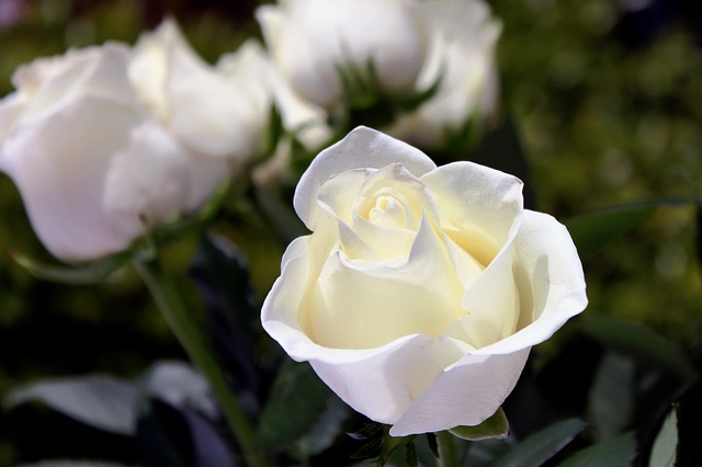 The death has occurred of Thomas Willis (Portadown) Armagh I
