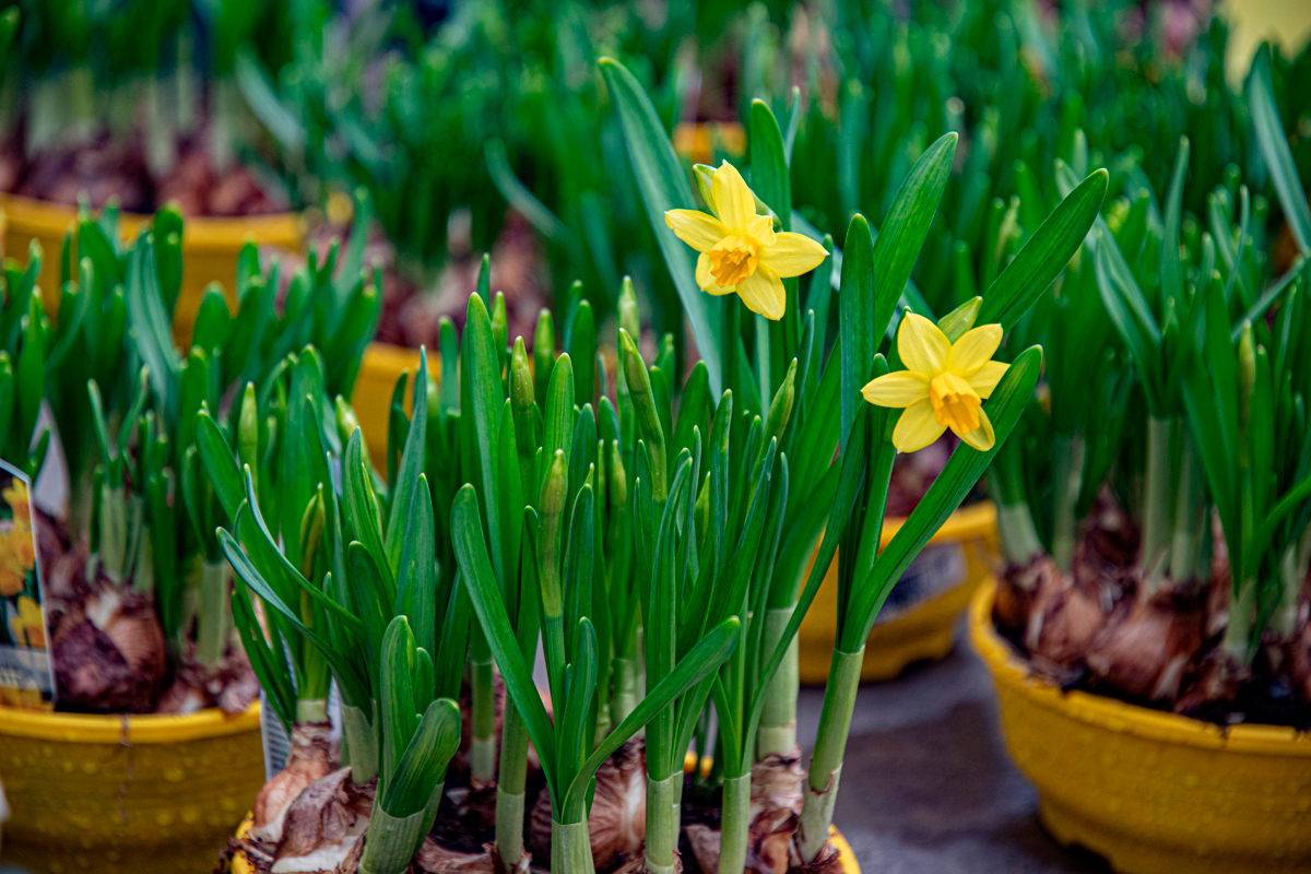 Plantar bulbos en primavera Armony