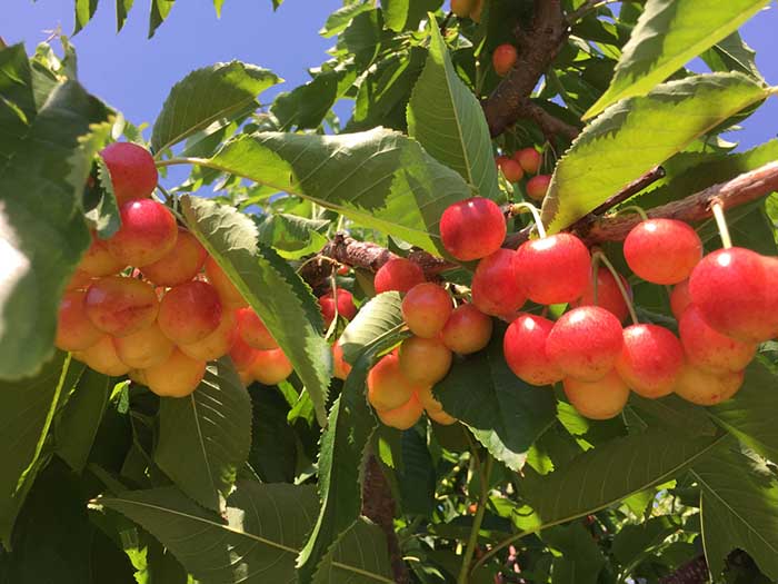 U Pick Cherries at Arndt Orchards in Kelowna BC