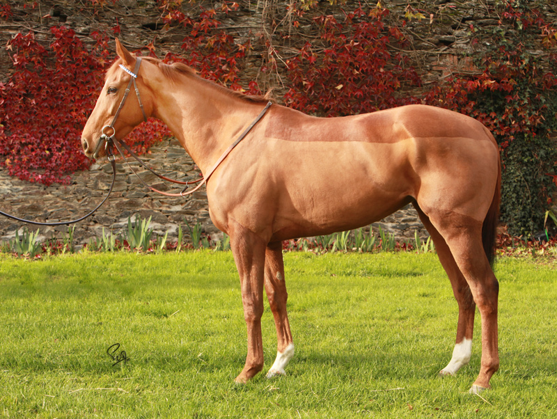 Lot 182 PAROUSIA Arqana Pursang Ventes aux