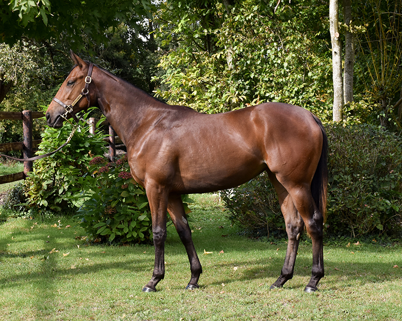 Lot 353 RED SMILE Arqana Pursang Ventes aux