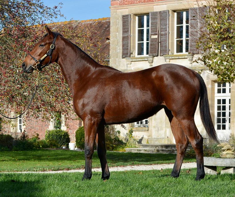 Lot 796 N(SOLIYA 2019) Arqana Pursang Ventes aux