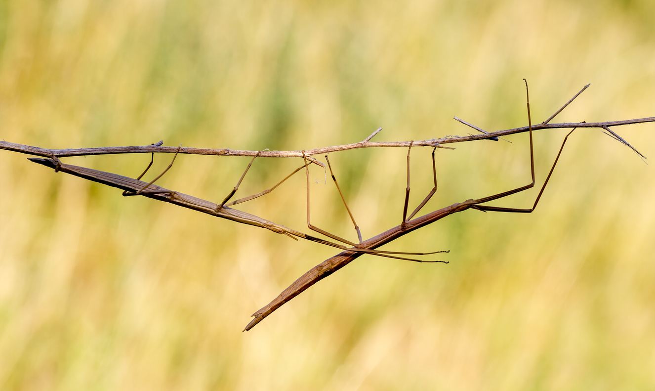 Camouflaged Bugs How Insects Use Mimicry To Disguise Themselves