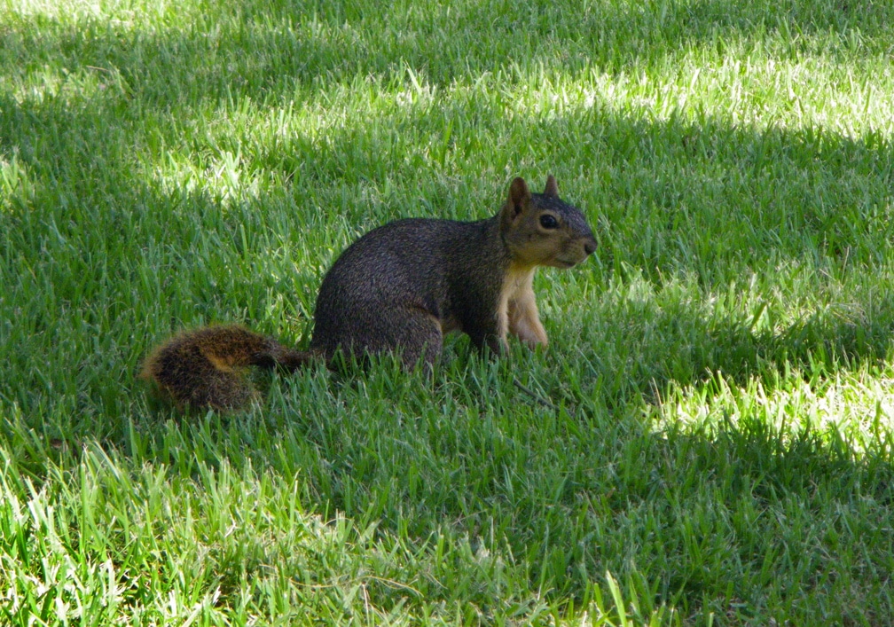 Squirrels & Other Distractions Arrow Leadership