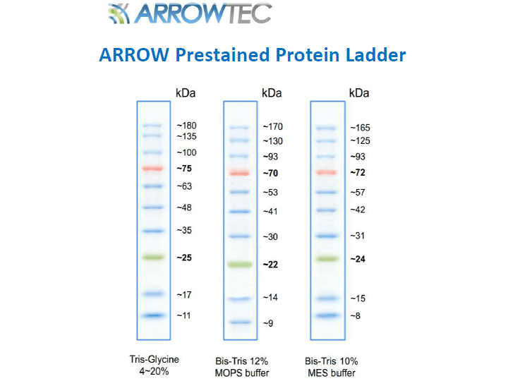 Products Prestain Protein Ladder, 10180kDa Arrowtec Life Science