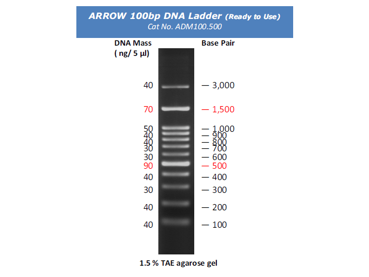 Products 100bp DNA Ladder Arrowtec Life Science