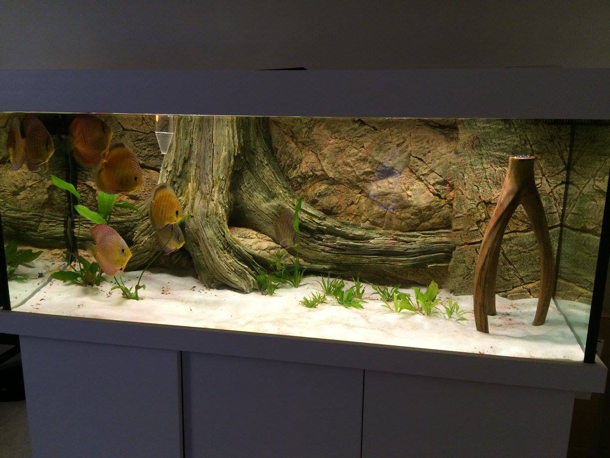 Discus Aquarium ARSTONE Aquarium Backgrounds