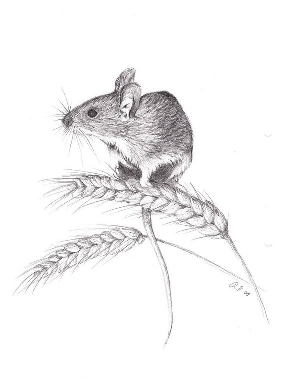 Field mouse drawing Class for 9+ ArtBase