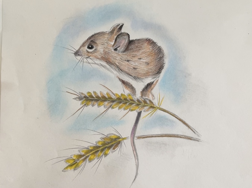 Field Mouse Drawing