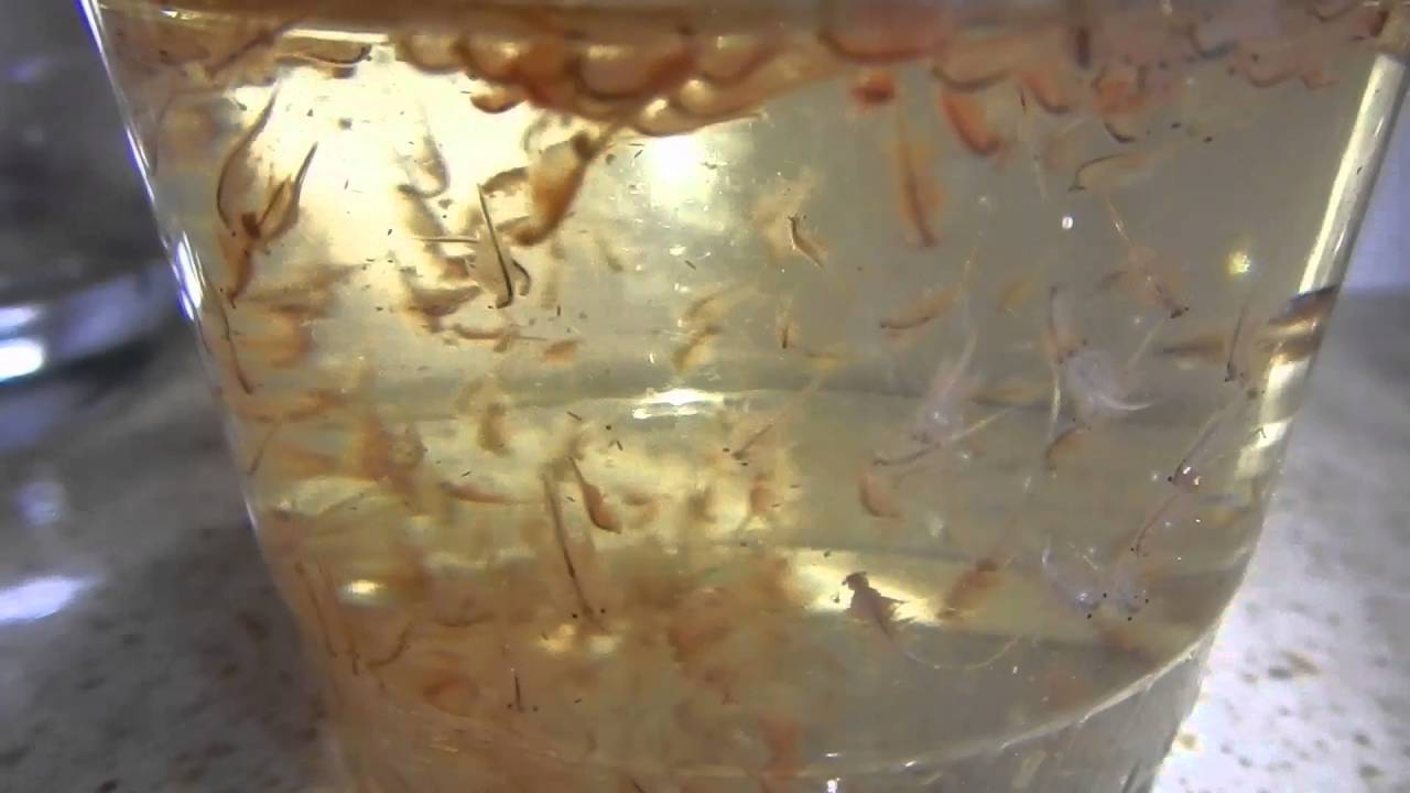 Brine Shrimp Hatching Instructions - Artemia Cysts - Brine Shrimp