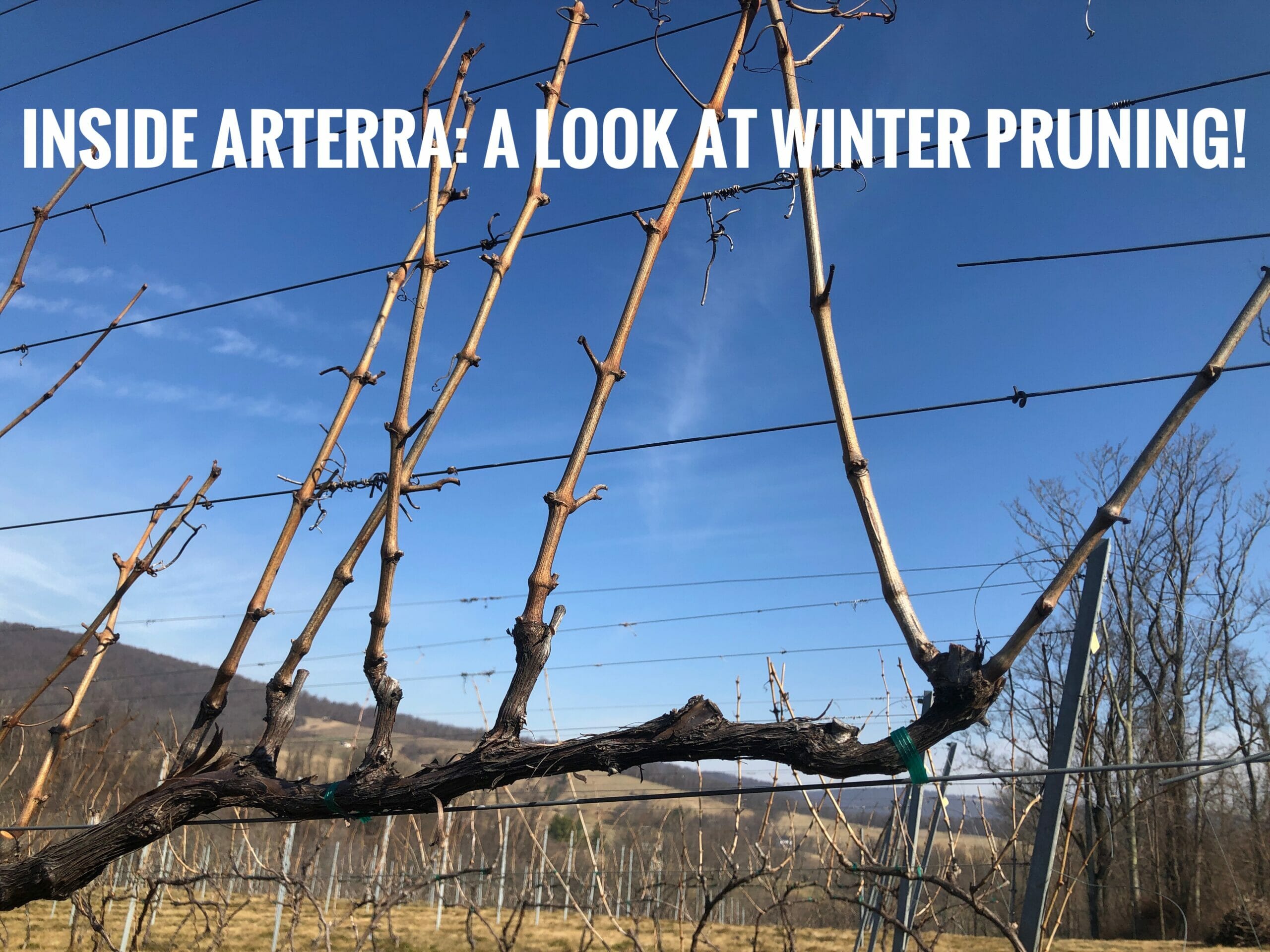 Significance of Winter Grape Vine Pruning Phase 1 Arterra Wines