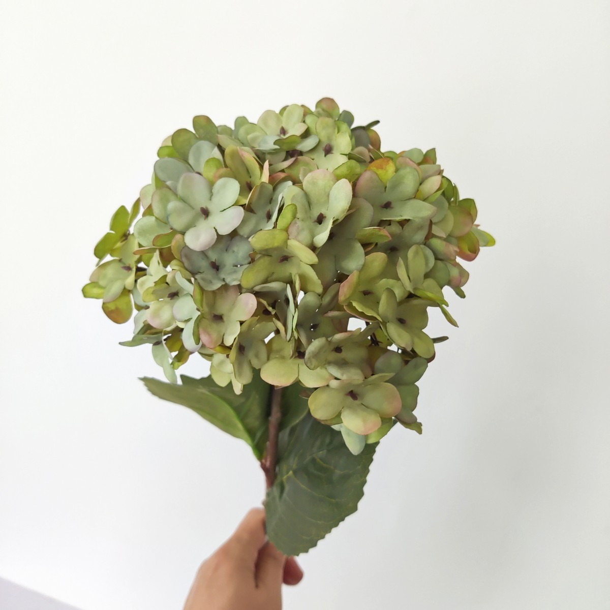 hydrangea stem