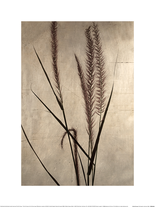 Heather Johnston (Dried Grasses I) Art Print The Art Group