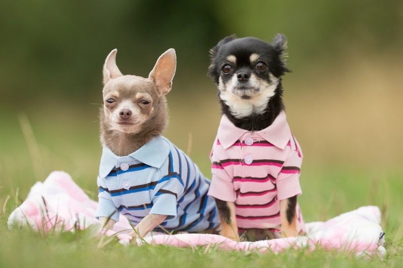 The 10 Best Chihuahua Clothes and Accessories Your Pup Should Own