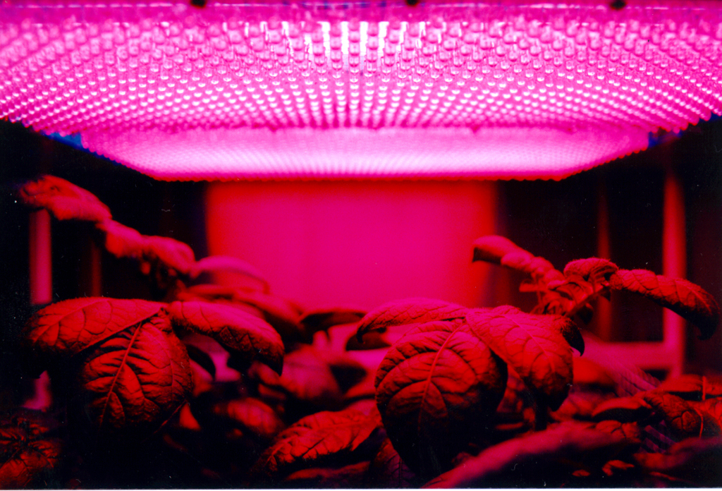 How to use LED Grow Lights to Grow Plants ArticleCube