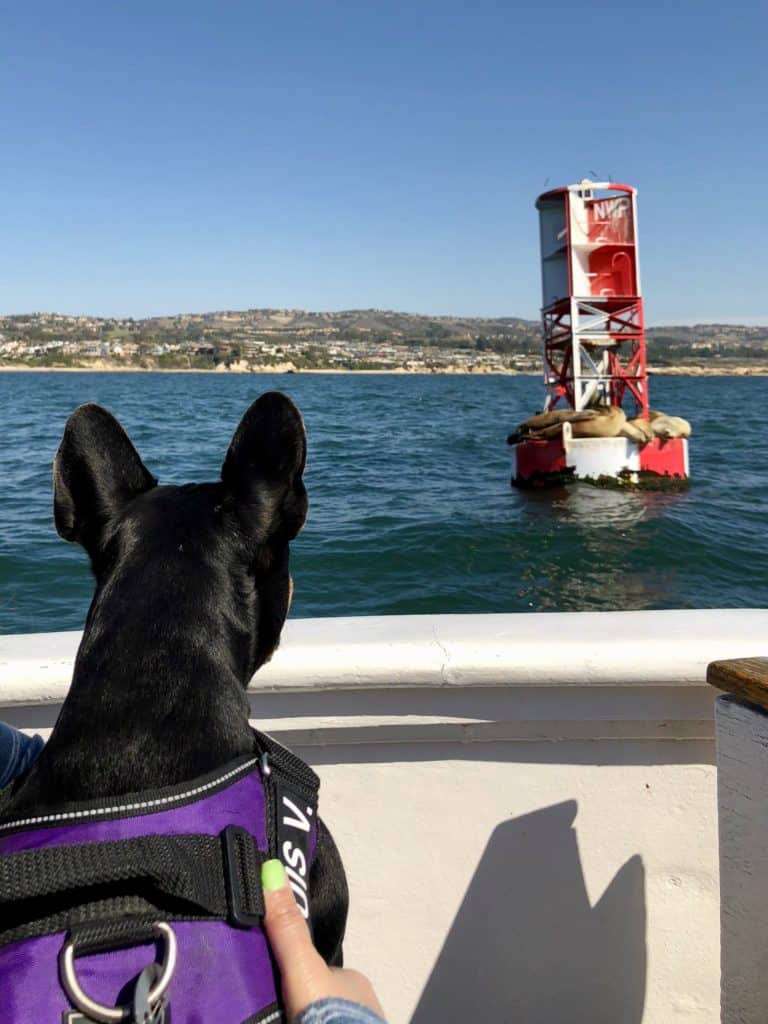 Dog Friendly Newport Beach & Balboa Island DOG FRIENDLY TRAVEL