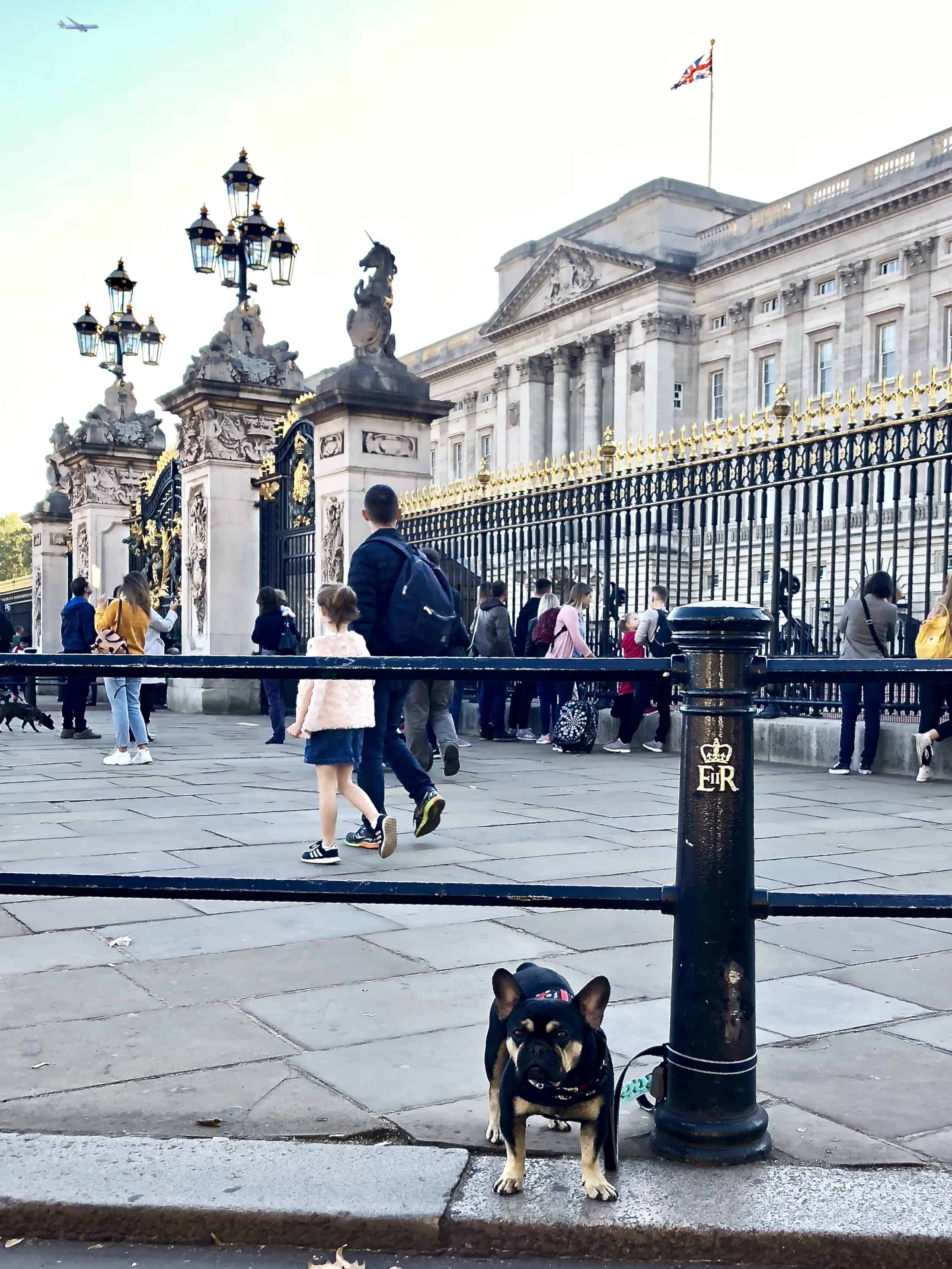 Dog Friendly London Dog Friendly Travel with Louie V.