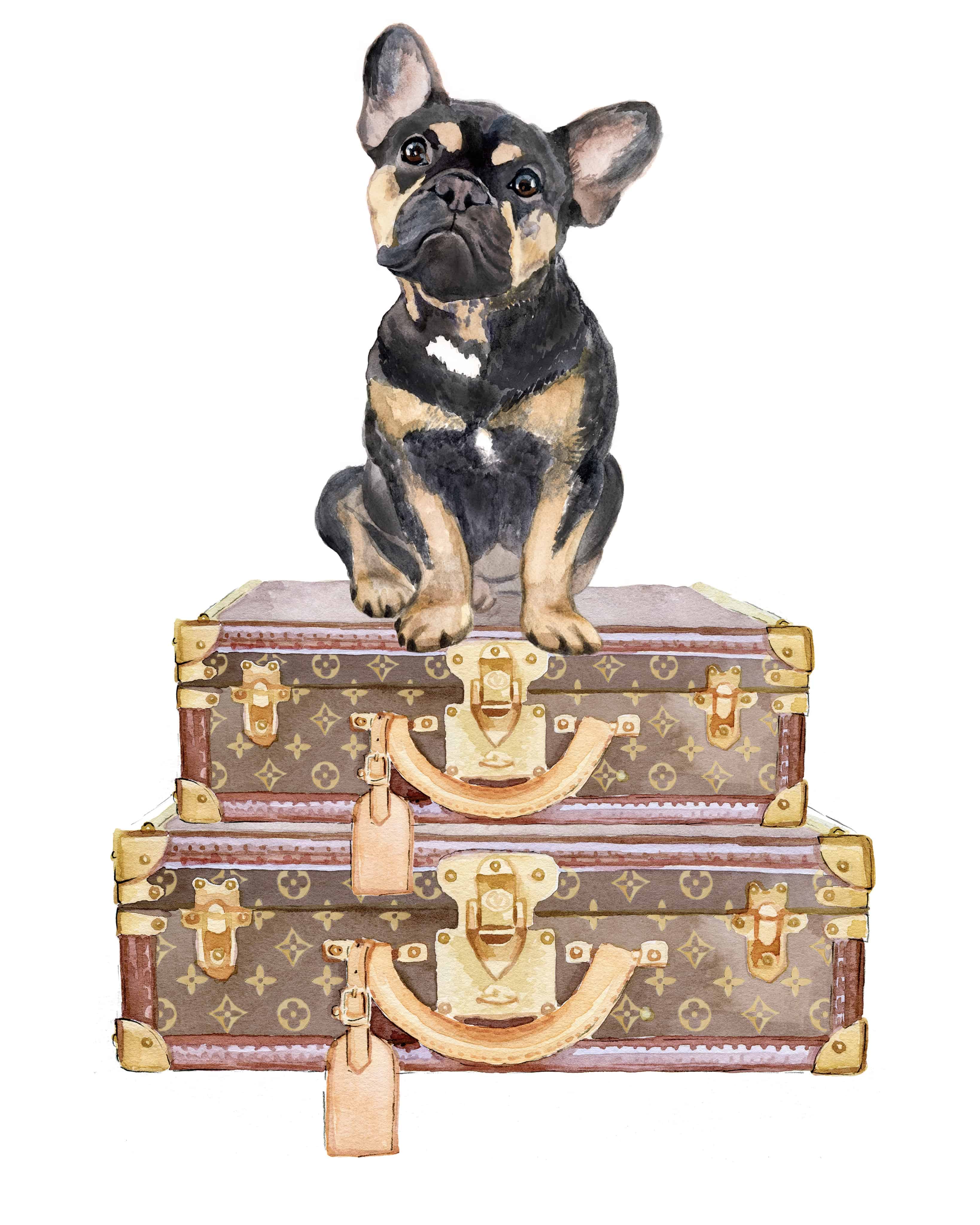 Which Amtrak Trains Allow Dogs