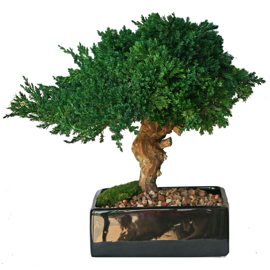Preserved Single Monterey Bonsai MBO008FGA