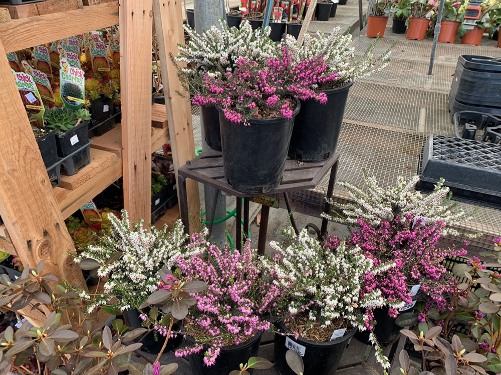 Home Art Knapp Kelowna