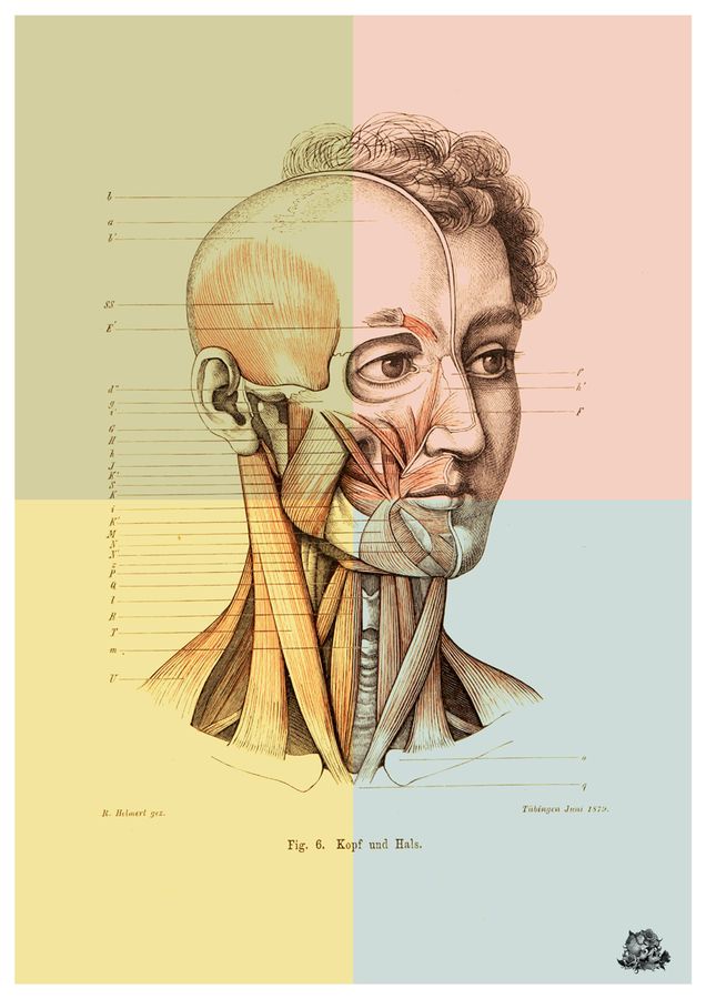 Human Head Anatomy For Artists