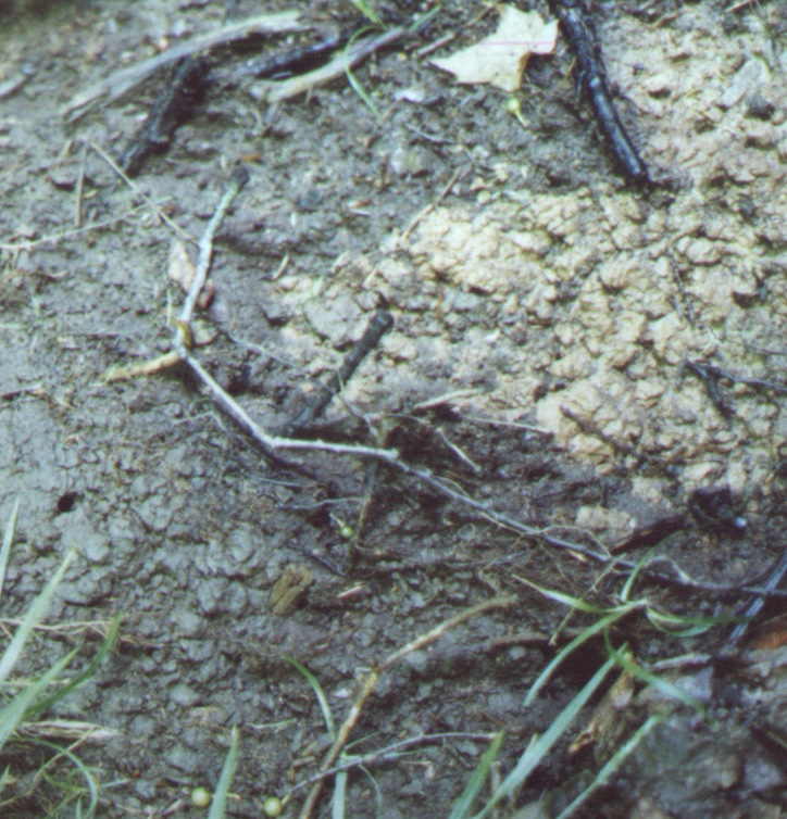 Boreal Forest Soil Type In Boreal Forest