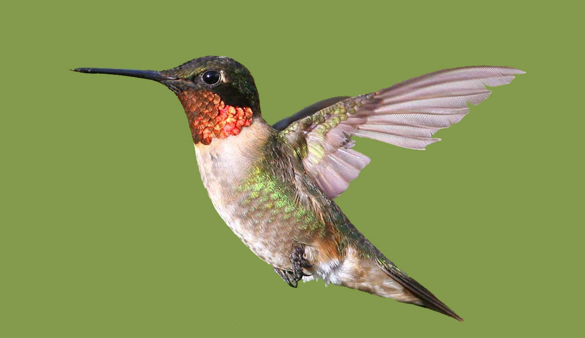 Our Favorite Hummingbird Feeders Of 2019 Sharp Eye