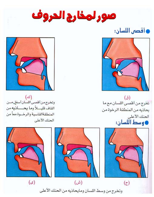 المنتدى الإسلامي مخارج الحروف واحكام التجويد بالصور أنا الأردن