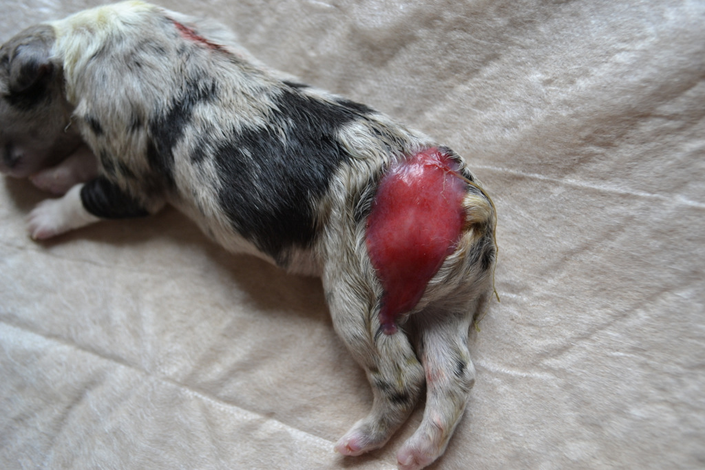 Natural BobTails Australian Shepherd Health & Institute