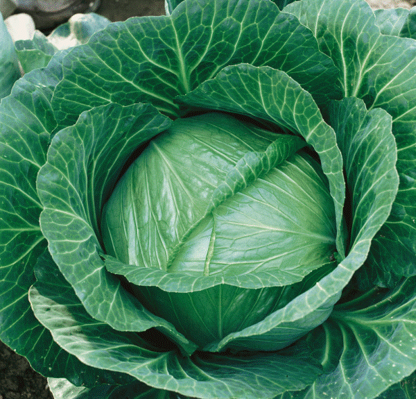 Growing Cabbage In Containers/Pots/Backyards Asia Farming