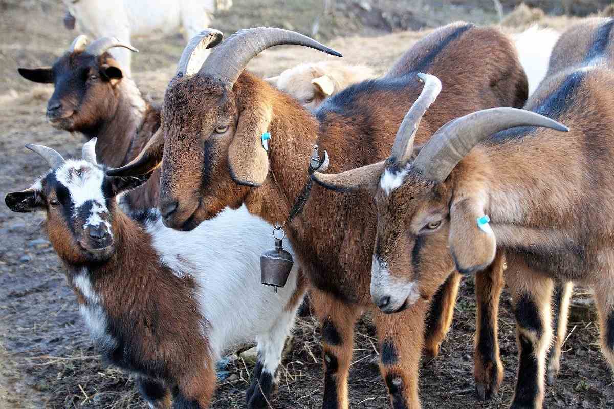 Goat Farming Plan in India A Beginners Guide Asia Farming