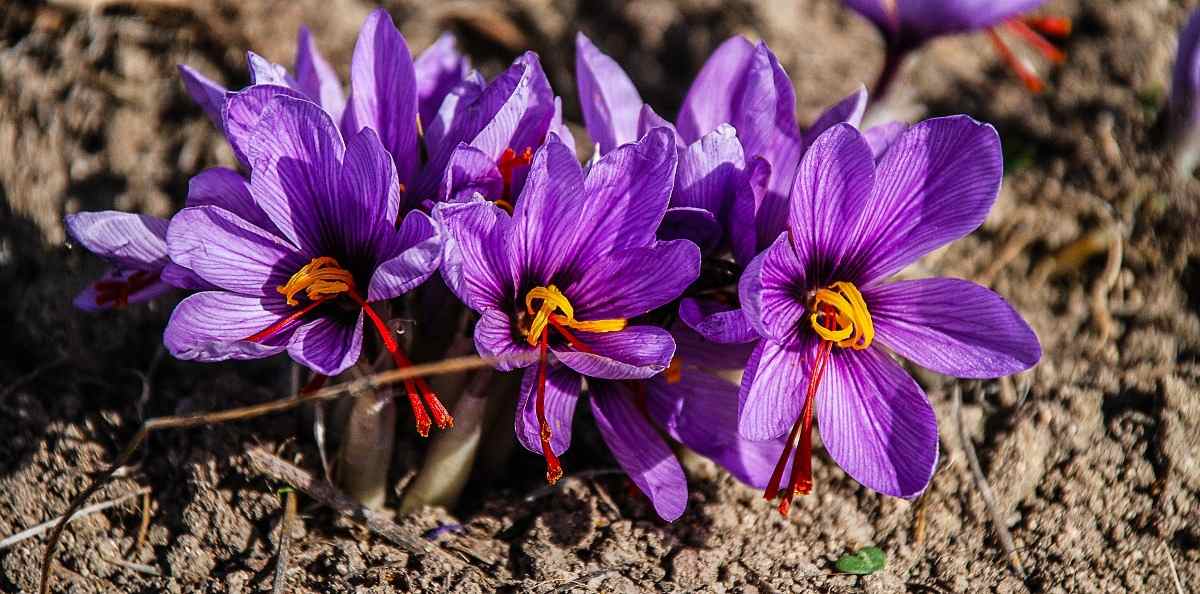 Cost of Cultivation of Saffron, Saffron Business Plan Asia Farming