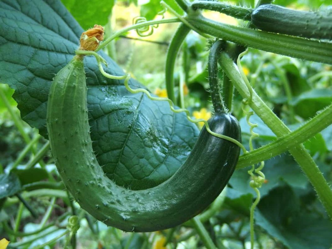 Best Practices to Grow Cucumber at Home Check How this Guide Helps
