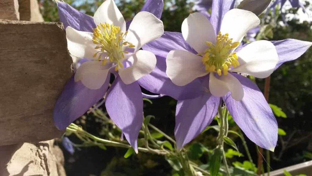 How to Grow Columbine Flowers A Guide to Propagation, Planting, and Care