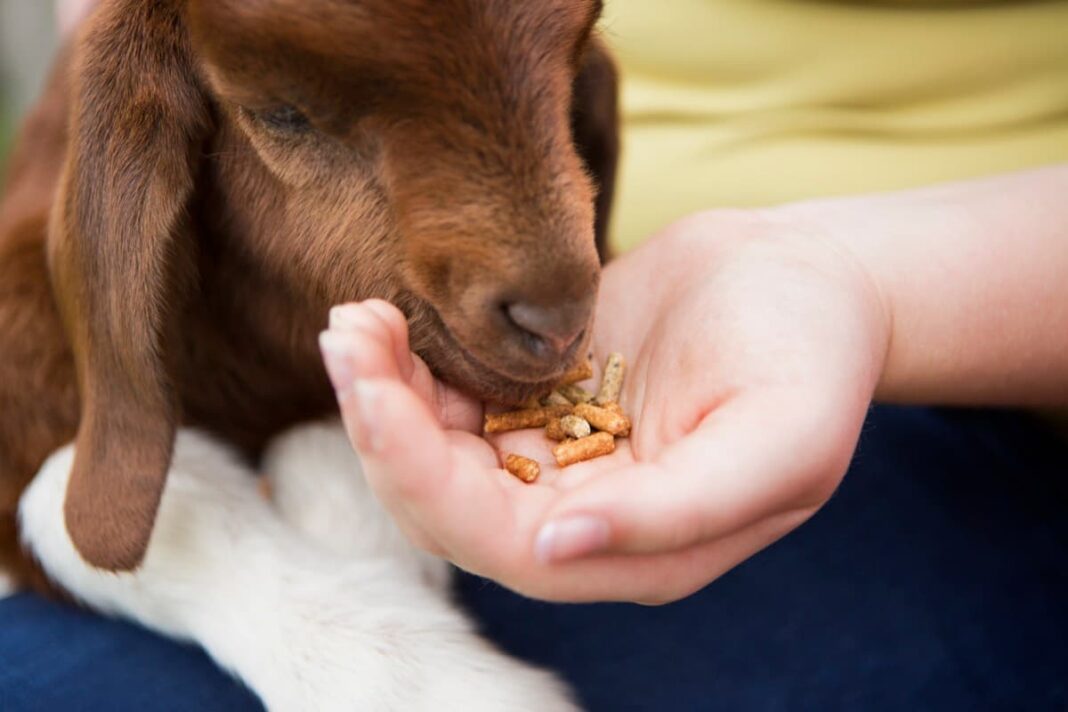 Goat Nutrition and Feeding Schedule: Instructions for Beginners