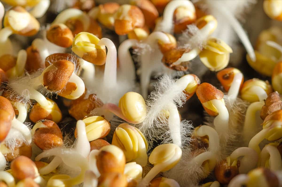 How to Germinate Seeds Techniques for Faster Germination of Vegetables