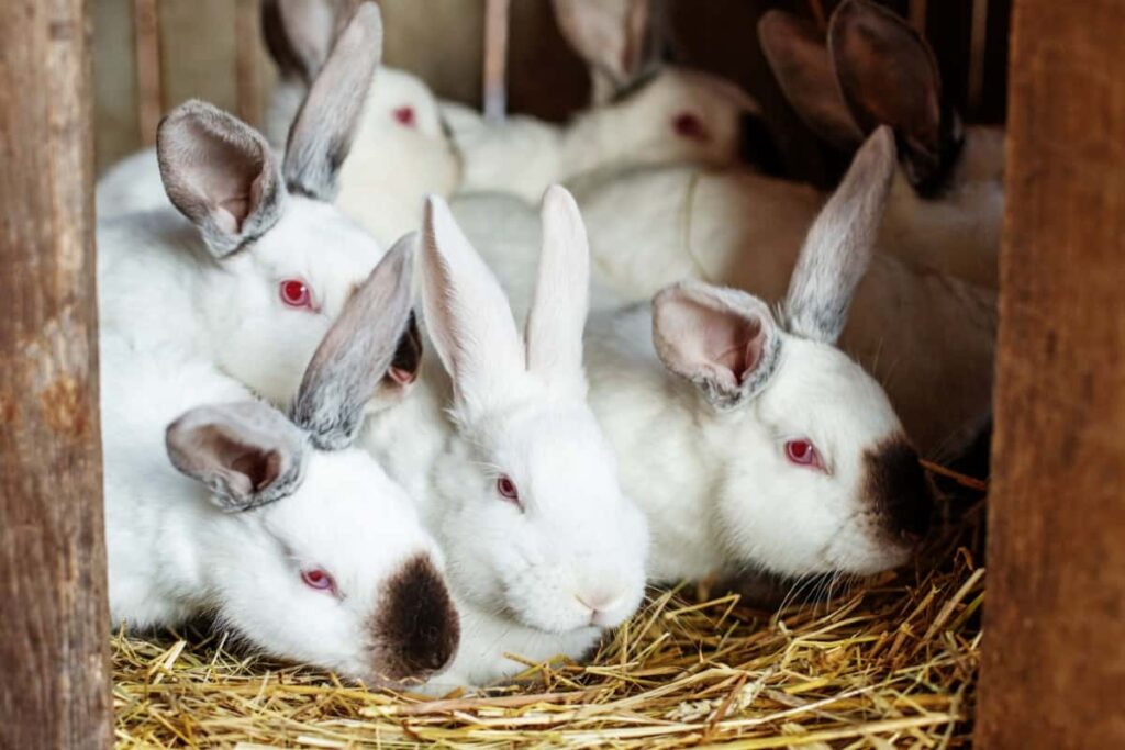 Rabbit Farming in the Philippines Breeds, Sustainable Practices, and Economic Viability