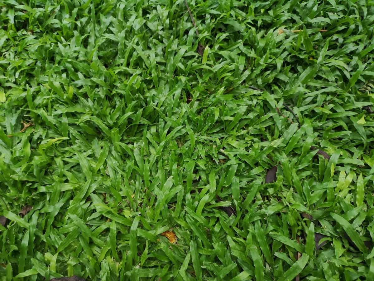 How to Grow Kikuyu Grass from Seed Guide to Kikuyu Lawn Planting and Care