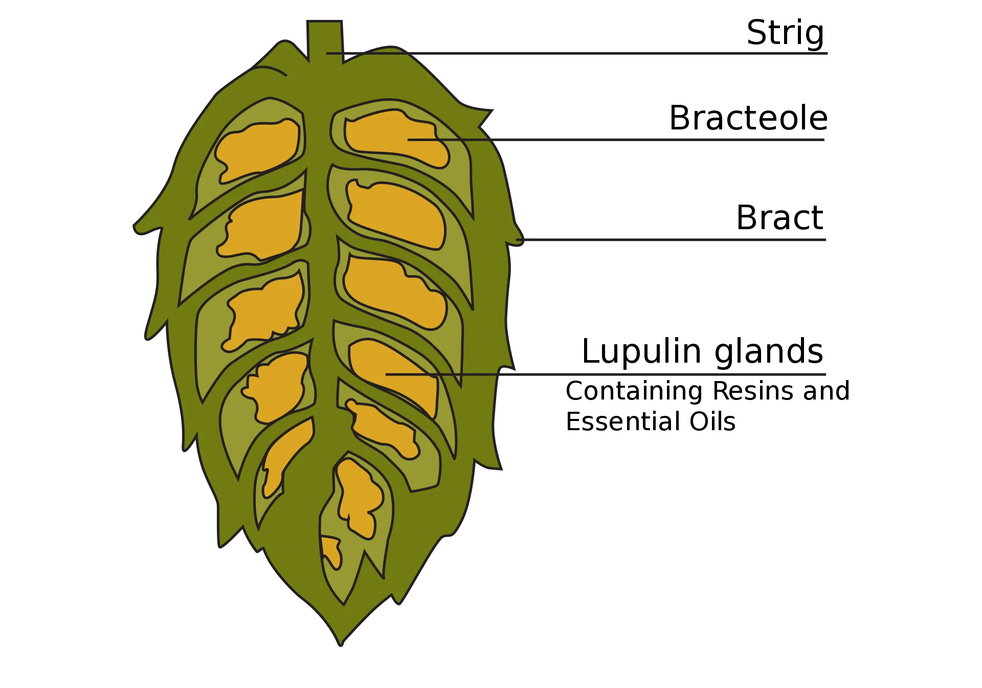 What Are Hops? How Are Hops Used in Beer? Asian Beer Network