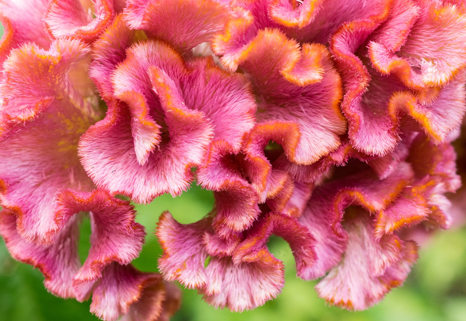 24 auspicious plants to buy for Chinese New Year, Lifestyle News AsiaOne