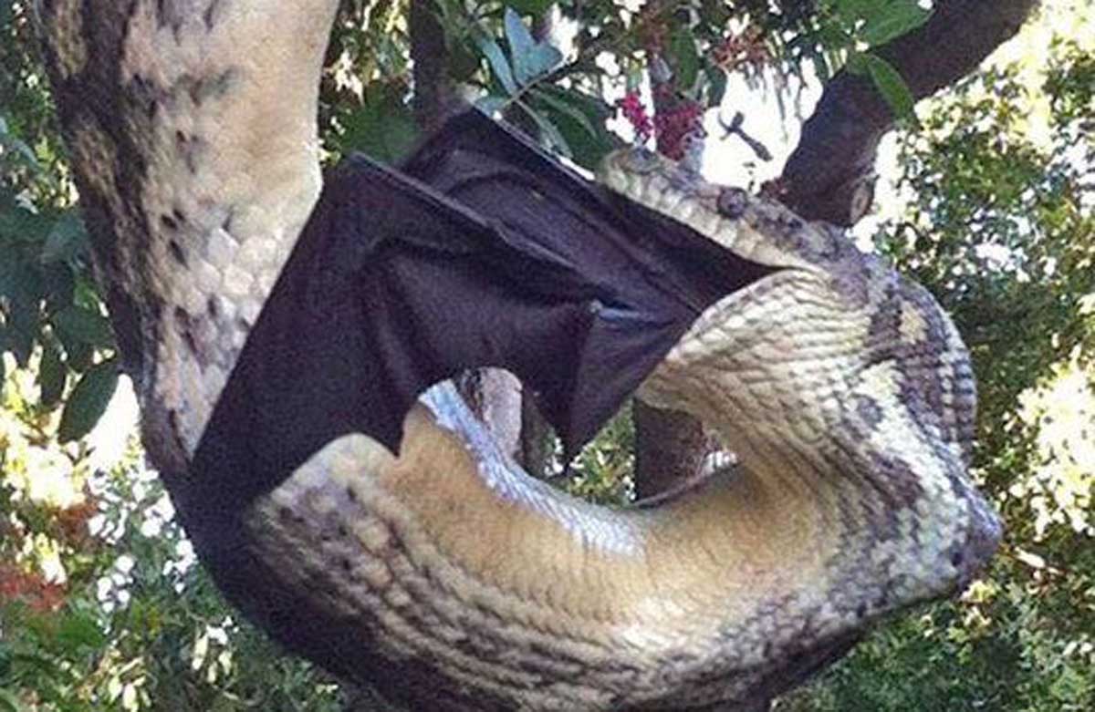 Photos show large python devouring giant bat in Australia, World News