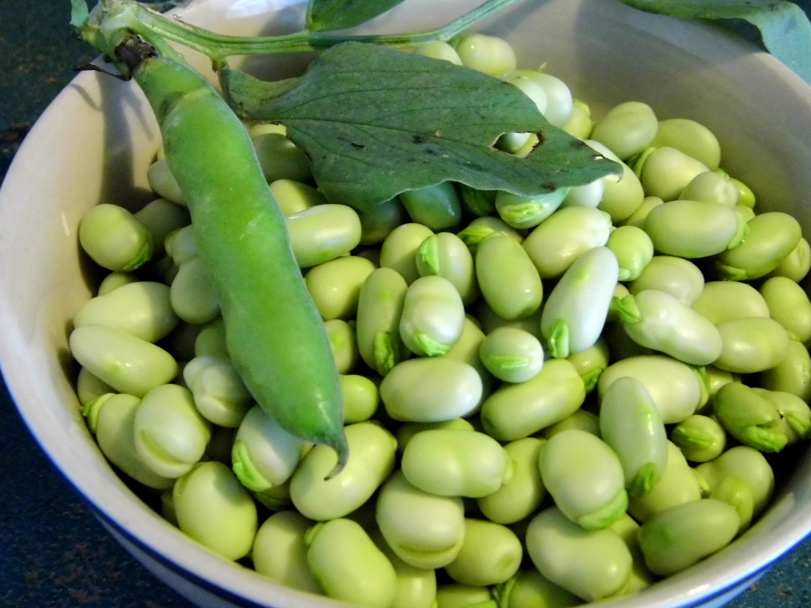 Broad Bean Asia Seeds