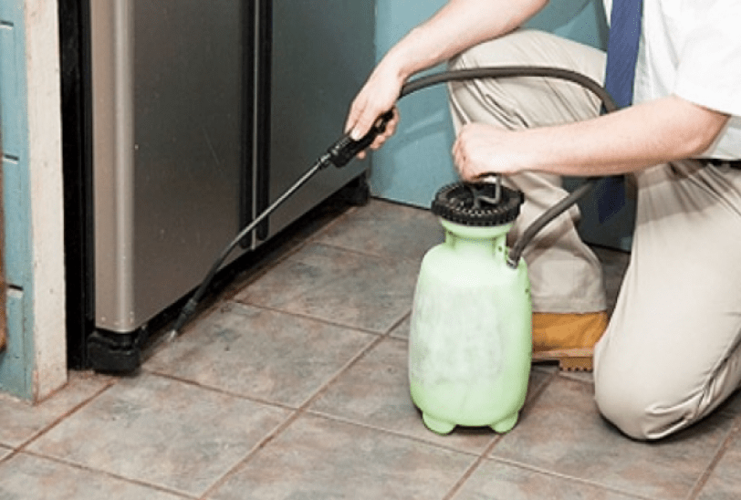 How To Resolve Pest Problems Effectively With professional Help