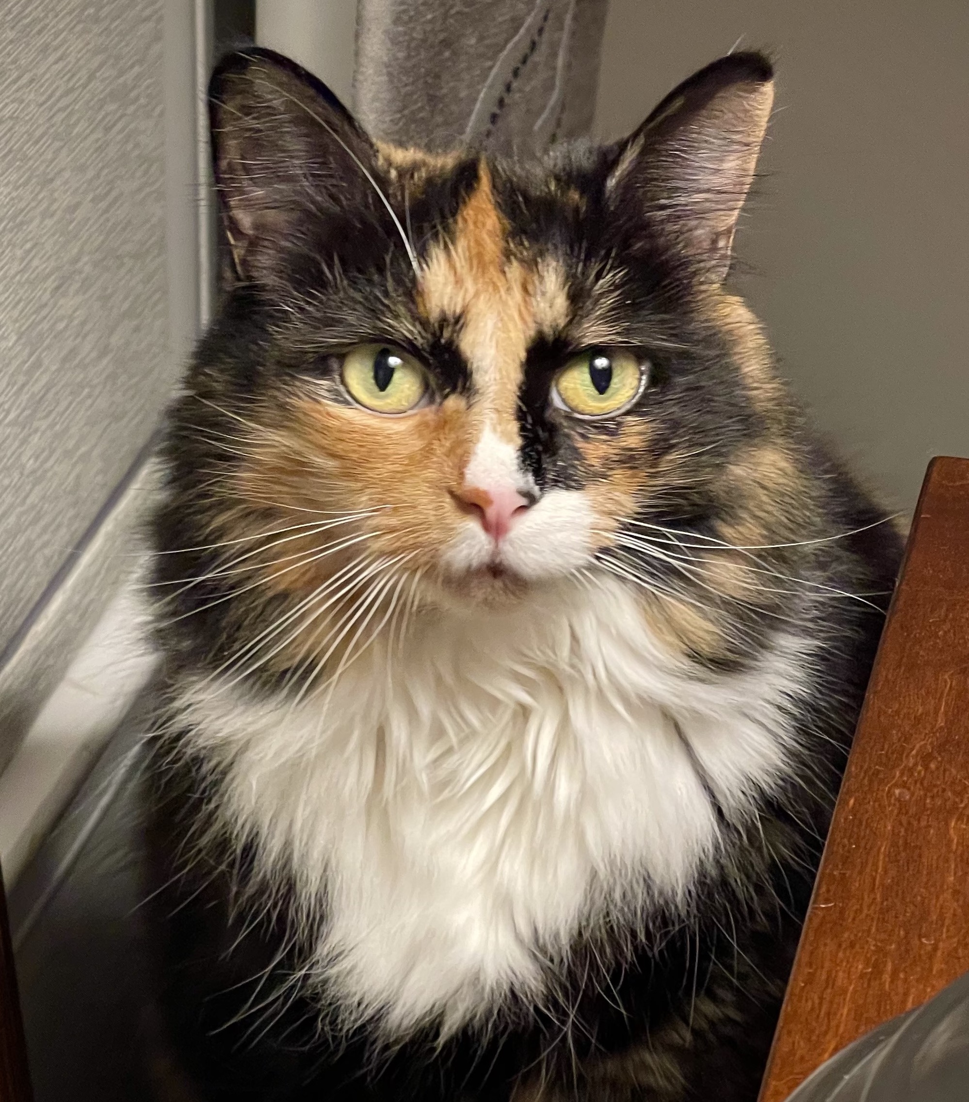 10+ Hip Hop Article Nyt Crossword Septianayadhi