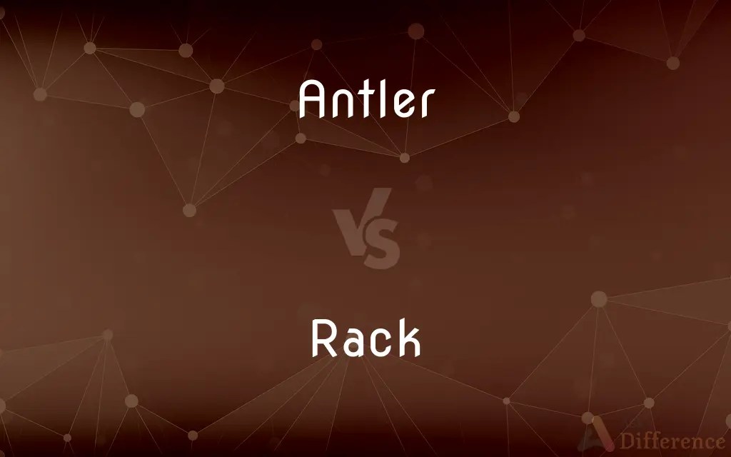 Antler vs. Rack — What’s the Difference?